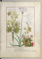 Consiligo, Burreed and Strawberry, illustration from The Book of Simple Medicines, by Mattheaus Platearius